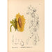 Reproduktion af maleriet af medicinske planter Pl176 - Charles Frederick Millspaugh