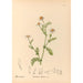 medicinske planter Pl177 - Charles Frederick Millspaugh — visning af kunstværket