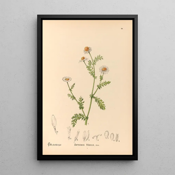 Charles Frederick Millspaugh - Medicinal Plants Pl177.webp