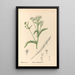 Reproduktion af maleriet Plantes médicinales Pl178 - Charles Frederick Millspaugh