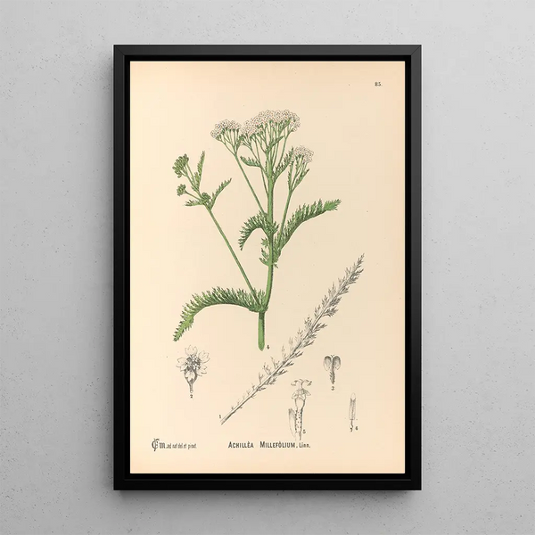 Charles Frederick Millspaugh - Medicinal Plants Pl178.webp