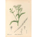 Reproduktion af maleriet Plantes médicinales Pl178 - Charles Frederick Millspaugh