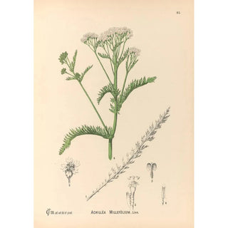 Charles Frederick Millspaugh - Medicinal Plants Pl178.webp