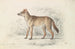 Aguara, Skovhund - Charles Hamilton Smith — visning af kunstværket