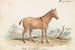 Asinus Hippagrus le YoToTze - Charles Hamilton Smith — visning af kunstværket