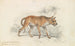 Le dhole de Ceylan - Charles Hamilton Smith — visning af kunstværket
