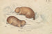 Echidné à lang næb - Charles Hamilton Smith — visning af kunstværket