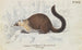 Nasua solitaria Monachus efter naturen - Charles Hamilton Smith — visning af kunstværket