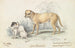 Le chien de transport Alco des Indiens - Charles Hamilton Smith — visning af kunstværket