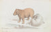 Le Capybara - Charles Hamilton Smith — visning af kunstværket