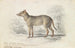 Le Crabotage ou Chien Aguara du Surinam - Charles Hamilton Smith — visning af kunstværket
