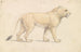 Lion de Tsavo - Charles Hamilton Smith — visning af kunstværket