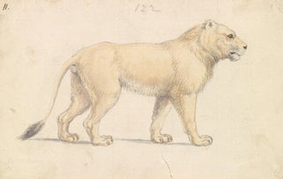 Charles Hamilton Smith - Tsavo Lion.webp