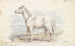 Cheval villous blanc primitif - Charles Hamilton Smith — visning af kunstværket