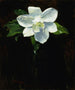 Magnolia - Charles Walter Stetson — visning af kunstværket