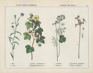 Charlotte Mary Yonge - Plants useful in domestic economy the arts Flax Cotton Coriander Bulrush.webp