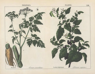 Charlotte Mary Yonge - Poisonous Plants Hemlock Garden Nightshade.webp