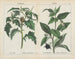 Planter giftige: Pære og Belladonna - Charlotte Mary Yonge — visning af kunstværket