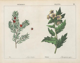 Charlotte Mary Yonge - Poisonous Plants Yew Henbane.webp