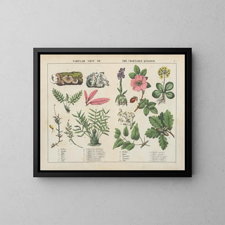 Charlotte Mary Yonge - Tabular view of the vegetable kingdom.webp