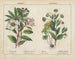 Vinterblomster - Charlotte Mary Yonge — visning af kunstværket
