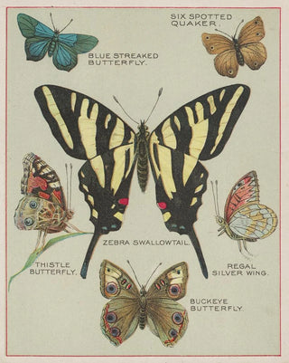 Chase Sanborn - Butterflies of America Pl5.webp