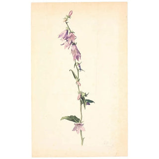 Christen Dalsgaard - Campanula.webp