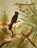 Le monde des oiseaux d'Amérique du Nord pl03 - Christian Anton Goering — visning af kunstværket