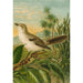 Reproduktion af maleriet Le monde des oiseaux nord-amerikanske pl04 - Christian Anton Goering