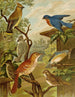 Le monde des oiseaux d'Amérique du Nord pl06 - Christian Anton Goering — visning af kunstværket