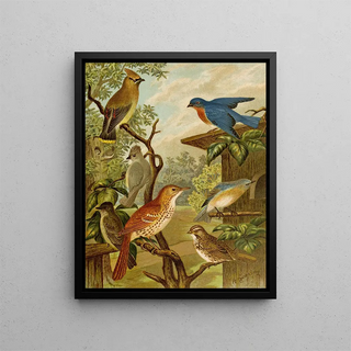 Christian Anton Goering - Die Nordamerikanische Vogelwelt pl06.webp