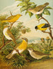Le monde des oiseaux d'Amérique du Nord pl16 - Christian Anton Goering — visning af kunstværket