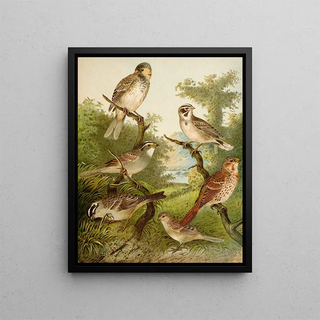 Christian Anton Goering - Die Nordamerikanische Vogelwelt pl25.webp