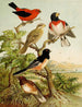 Le monde des oiseaux d'Amérique du Nord pl26 - Christian Anton Goering — visning af kunstværket