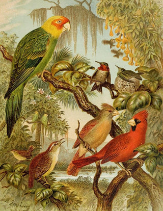 Christian Anton Goering - Die Nordamerikanische Vogelwelt pl27.webp