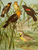 Le monde des oiseaux d'Amérique du Nord pl30 - Christian Anton Goering — visning af kunstværket