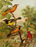 Le monde des oiseaux d'Amérique du Nord pl31 - Christian Anton Goering — visning af kunstværket