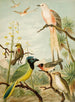 Le monde des oiseaux d'Amérique du Nord pl32 - Christian Anton Goering — visning af kunstværket