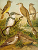 Le monde des oiseaux d'Amérique du Nord pl34 - Christian Anton Goering — visning af kunstværket