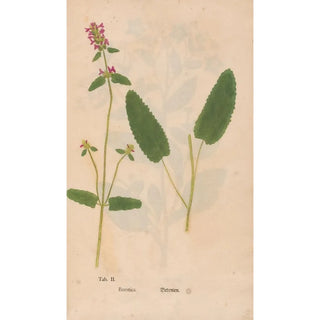 Christian Gottlieb Ludwig - Ectypa vegetabilium Pl002.webp