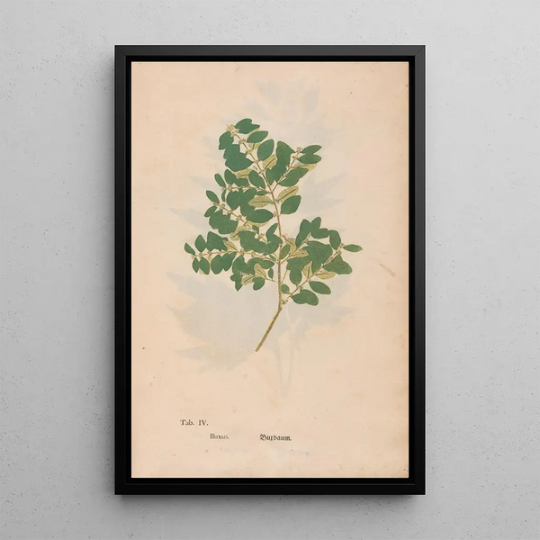 Reproduktion af maleriet Ectypa vegetabilium Pl004 - Christian Gottlieb Ludwig