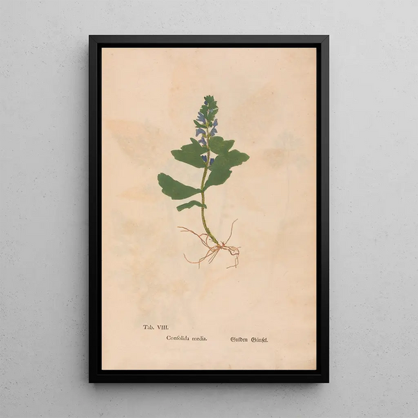 Reproduktion af maleriet Ectypa vegetabilium Pl008 - Christian Gottlieb Ludwig