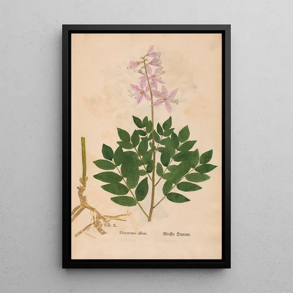 Reproduktion af maleriet Ectypa vegetabilium Pl010 - Christian Gottlieb Ludwig