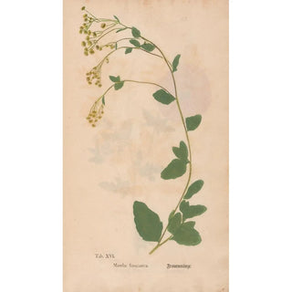 Christian Gottlieb Ludwig - Ectypa vegetabilium Pl016.webp