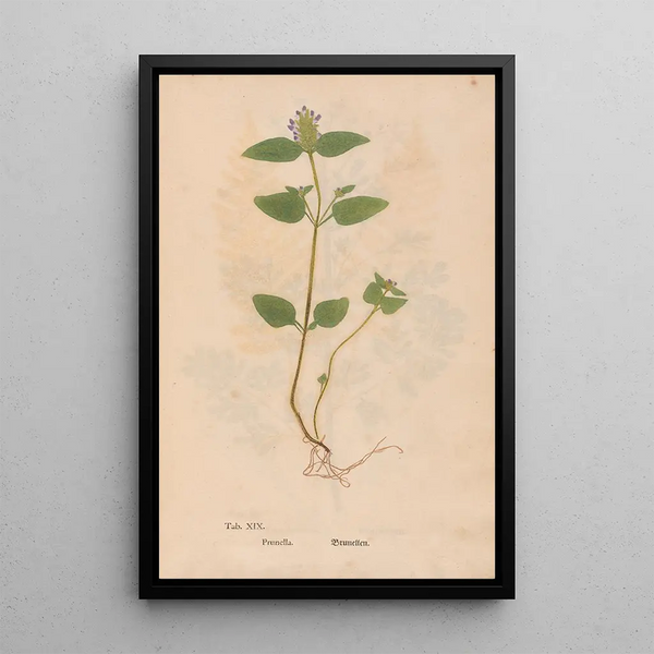Reproduktion af maleriet Ectypa vegetabilium Pl019 - Christian Gottlieb Ludwig