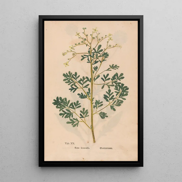 Reproduktion af maleriet Ectypa vegetabilium Pl020 - Christian Gottlieb Ludwig