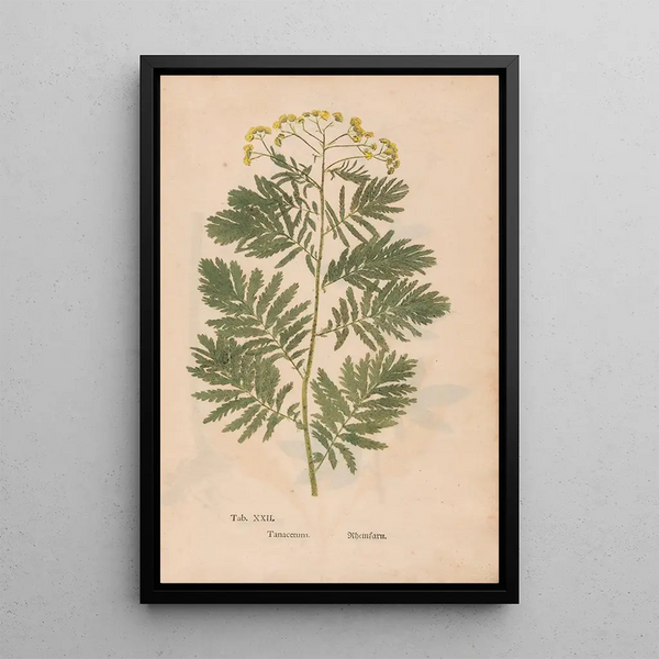 Reproduktion af maleriet Ectypa vegetabilium Pl022 - Christian Gottlieb Ludwig