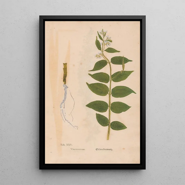 Reproduktion af maleriet Ectypa vegetabilium Pl025 - Christian Gottlieb Ludwig