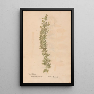 Christian Gottlieb Ludwig - Ectypa vegetabilium Pl026.webp