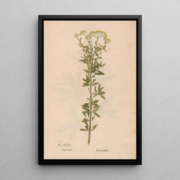 Reproduktion af maleriet Ectypa vegetabilium Pl027 - Christian Gottlieb Ludwig